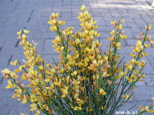 Cytisus 'Apricot Gem'