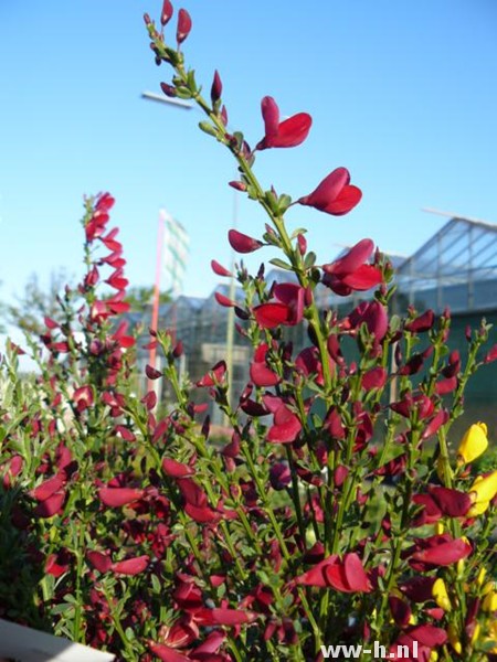 Cytisus 'Boskoop Ruby'