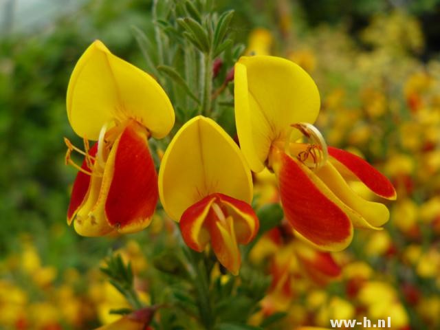 Cytisus 'Firefly'