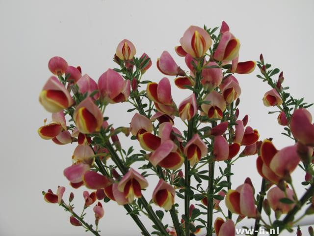 Cytisus 'Goldfinch' - Klik op de afbeelding om het venster te sluiten