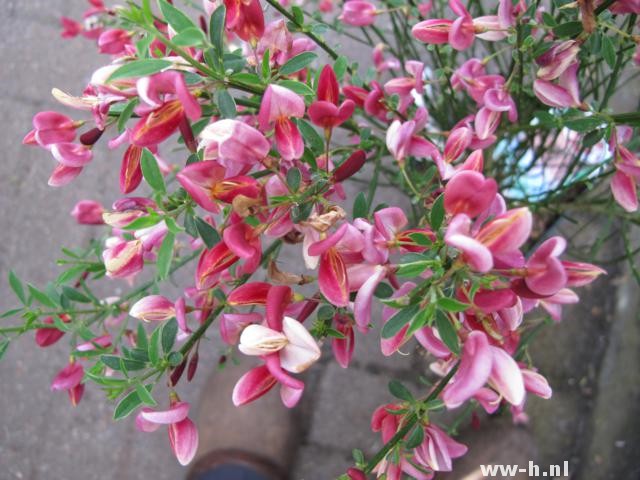 Cytisus 'Hollandia'