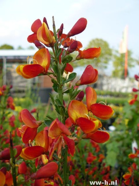 Cytisus 'Lena'