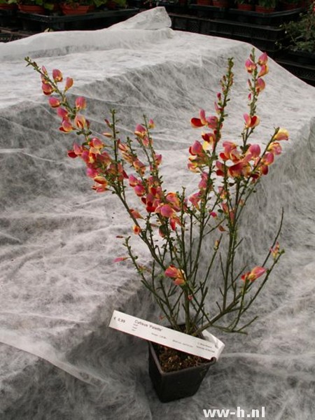 Cytisus 'Palette'