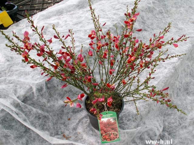 Cytisus 'Roter Favorit'