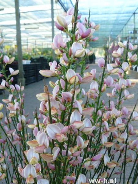 Cytisus 'Zeelandia'