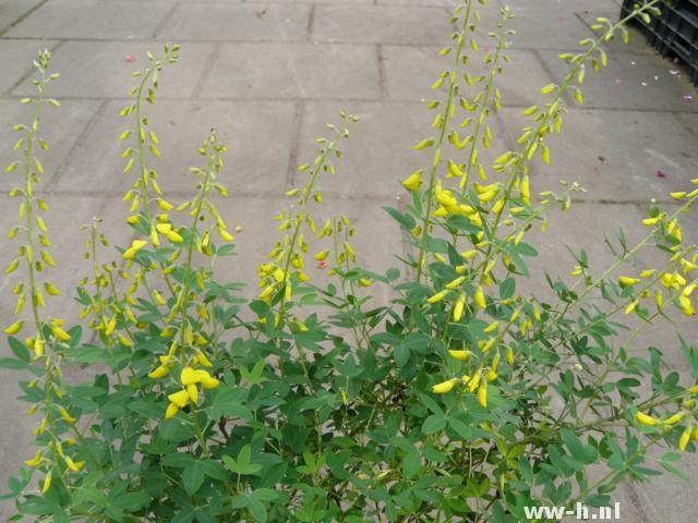 Cytisus nigricans 'Cyni'