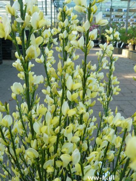 Cytisus praecox