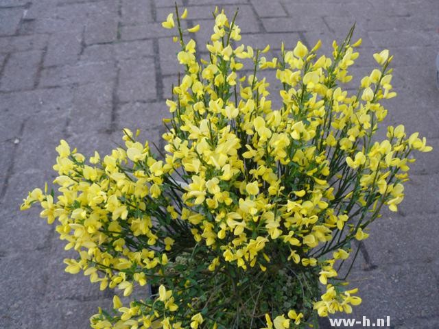 Cytisus praecox 'Allgold'