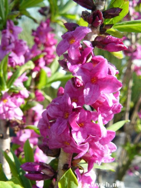 Daphne mezereum