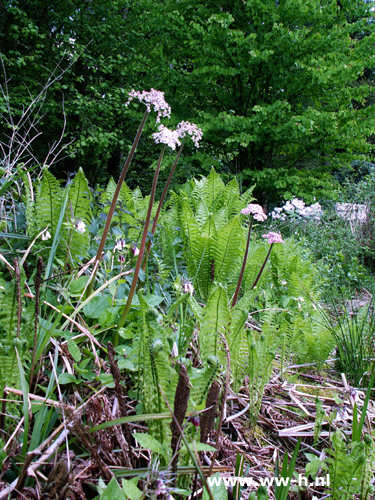 Darmeria peltata