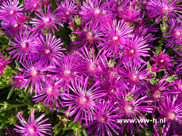 Delosperma cooperi