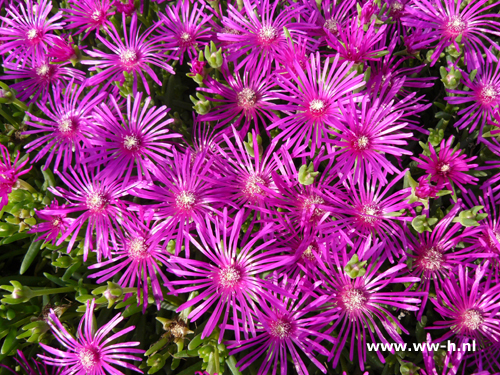 Delosperma cooperii