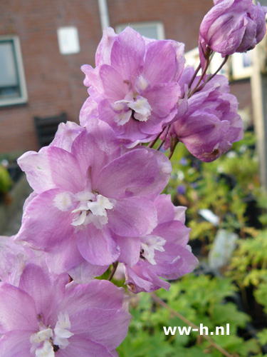 Delphinium - Klik op de afbeelding om het venster te sluiten