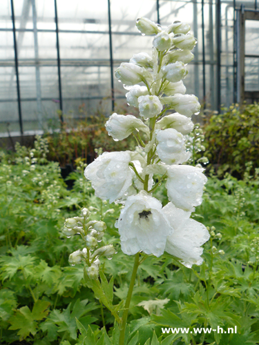 Delphinium 'Galahad' - Klik op de afbeelding om het venster te sluiten