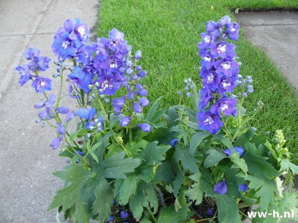 Delphinium - Klik op de afbeelding om het venster te sluiten