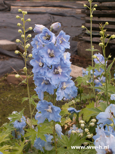 Delphinium