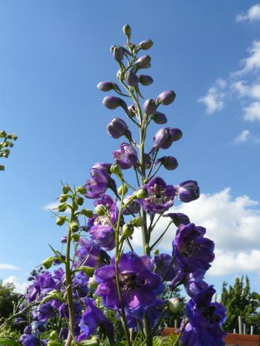 Delphinium blauw