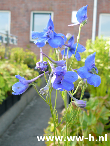 Delphinium grandiflorum - Klik op de afbeelding om het venster te sluiten