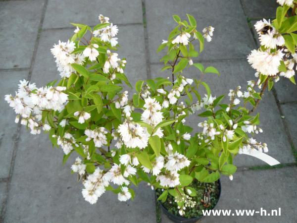 Deutzia scabra Plena 3 liter pot 4,50 - Klik op de afbeelding om het venster te sluiten