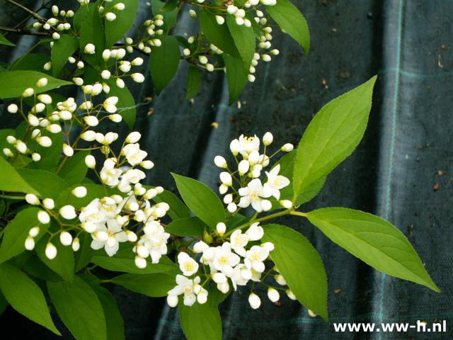 Deutzia gracilis pot 3liter 3.99