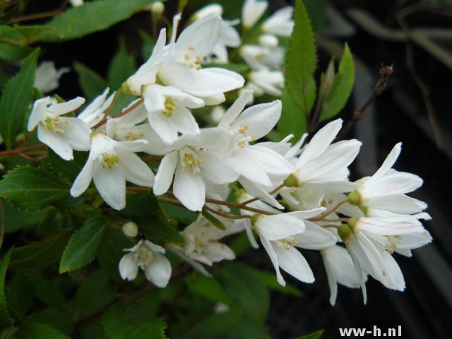 Deutzia gracilis 'Nikko'