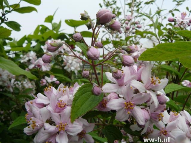 Deutzia hybrida 'Mont Rose'