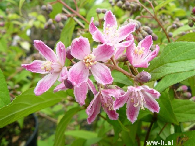 Deutzia hybrida 'Strawberry Fields'