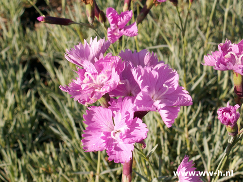 Dianthus - Klik op de afbeelding om het venster te sluiten