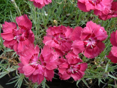 Dianthus - Klik op de afbeelding om het venster te sluiten