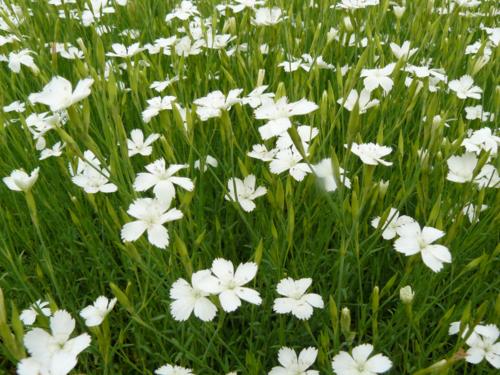 Dianthus deltoides 'Albiflorus' - Klik op de afbeelding om het venster te sluiten