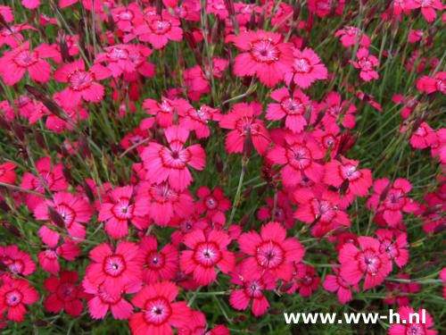 Dianthus deltoides 'Brilliant'