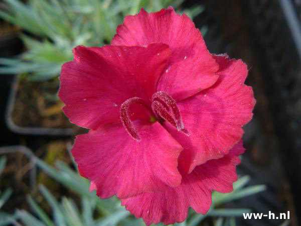 Dianthus gratianopolitanus