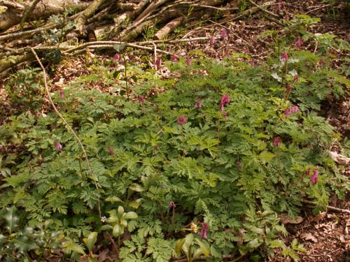 Dicentra formosa