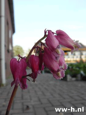 Dicentra formosa - Klik op de afbeelding om het venster te sluiten