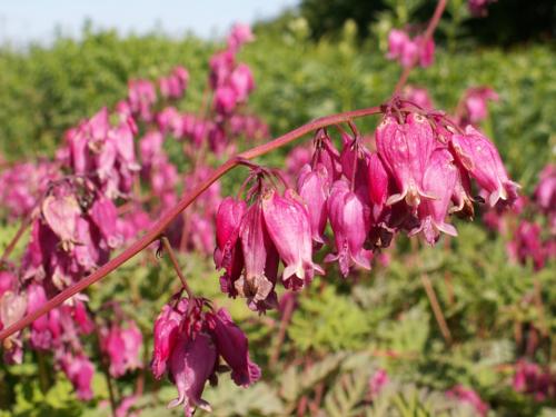 Dicentra formosa - Klik op de afbeelding om het venster te sluiten