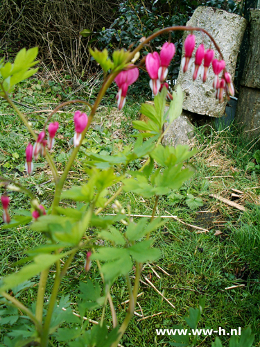 Dicentra spectabilis - Klik op de afbeelding om het venster te sluiten