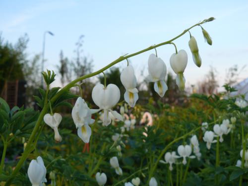 Dicentra spectabilis