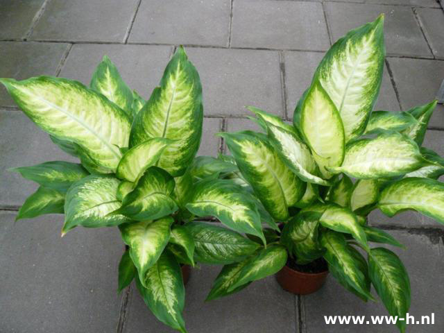 Dieffenbachia