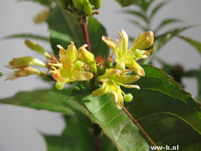 Diervilla sessilifolia 'Butterfly' - Klik op de afbeelding om het venster te sluiten