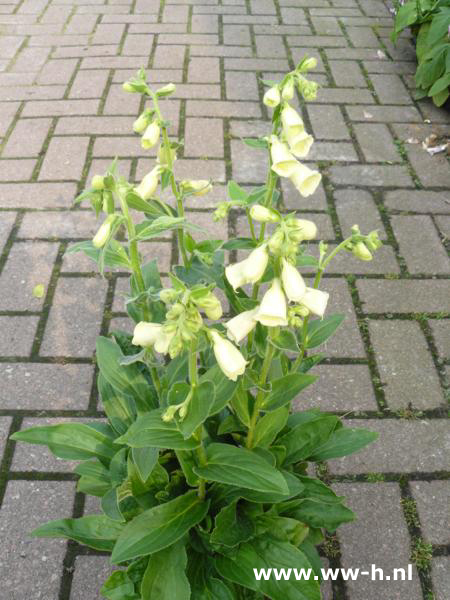 Digitalis grandiflora 'Carillon' 2,99 Digitalis grandiflora 'Carillon' 2,99