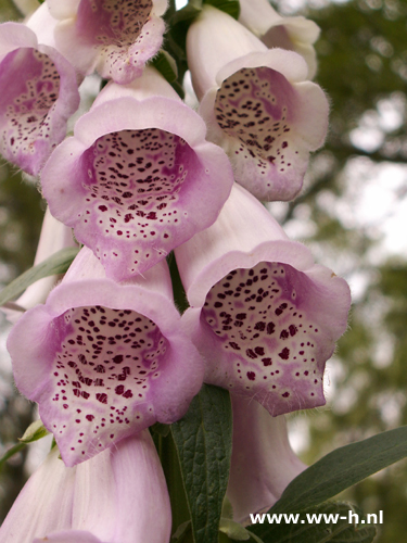 Digitalis purpurea gloxiniiflora - Klik op de afbeelding om het venster te sluiten