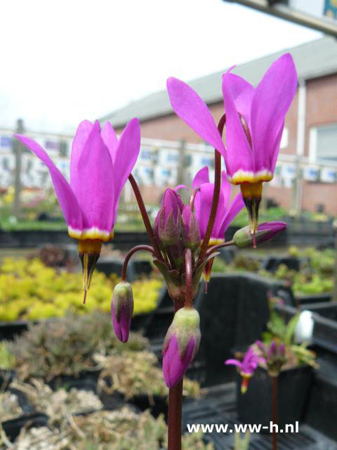 Dodecatheon meadia