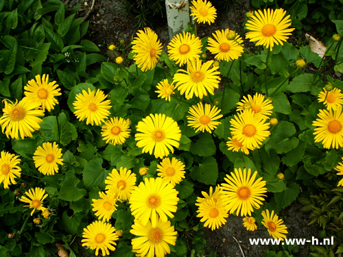 Doronicum orientale - Klik op de afbeelding om het venster te sluiten