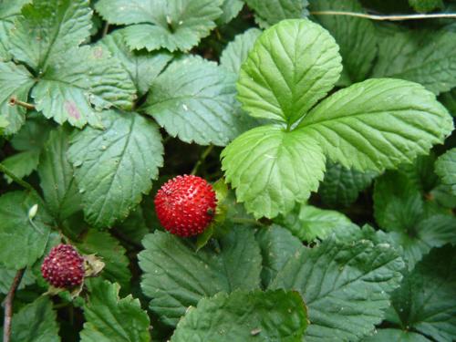 Duchesnea indica - Klik op de afbeelding om het venster te sluiten