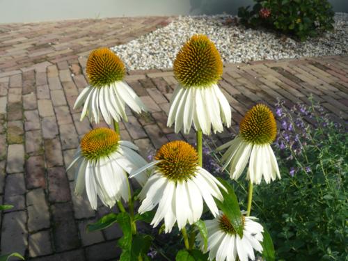 Echinacea purpurea