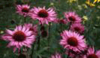 Echinacea purpurea