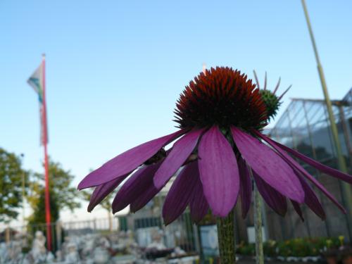 Echinacea purpurea - Klik op de afbeelding om het venster te sluiten