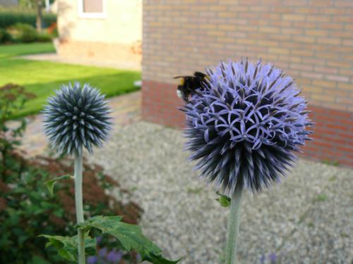 Echinops ritro - Klik op de afbeelding om het venster te sluiten