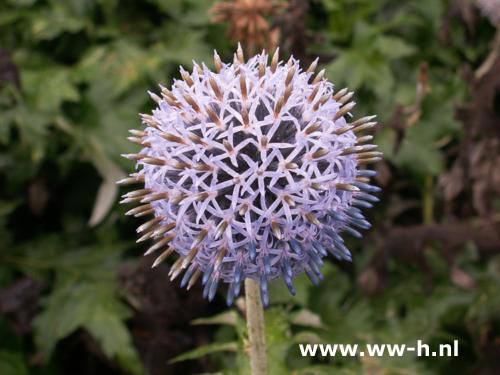 Echinops ritro ' Blue'