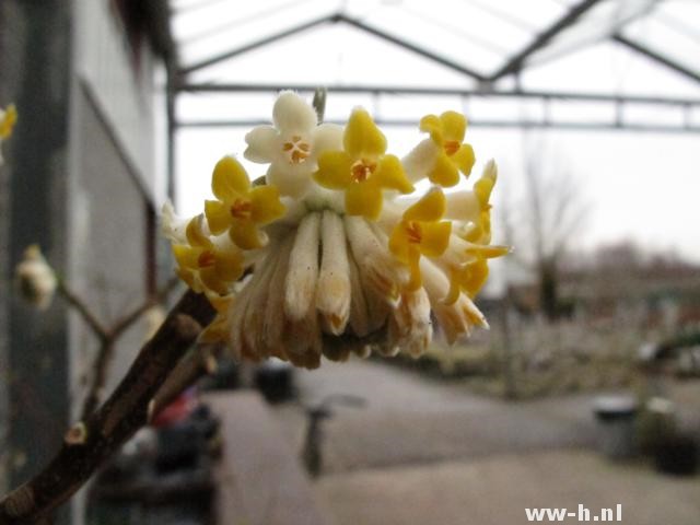 Edgeworthia chrysantha